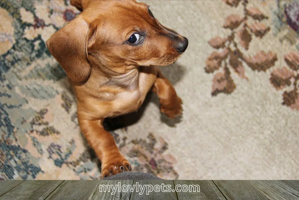 Wall Eyes Dog A Fascinating and Rare Condition