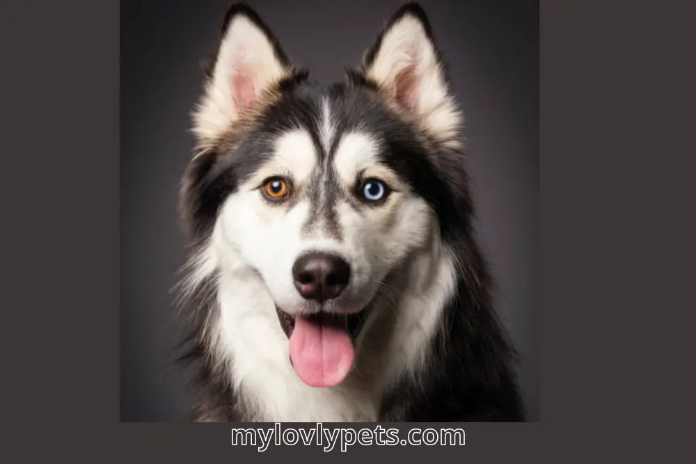 Wall Eyes Dog A Fascinating and Rare Condition