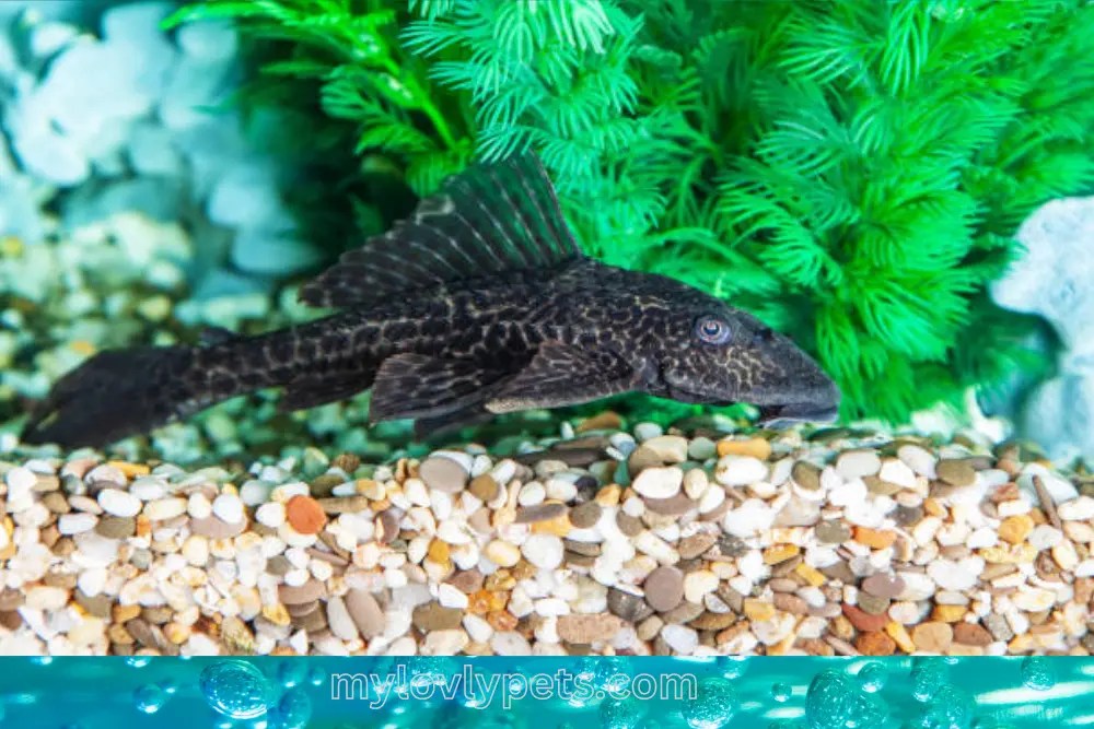 Do Clown Plecos Need To Be In Groups? (A Detailed Guide)