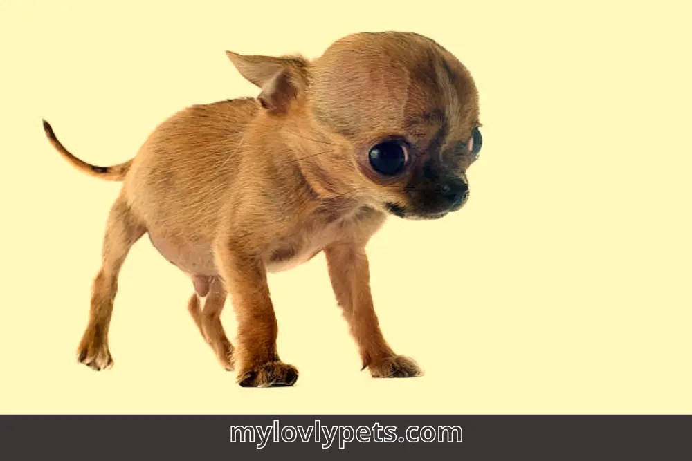 Wall Eyes Dog A Fascinating and Rare Condition