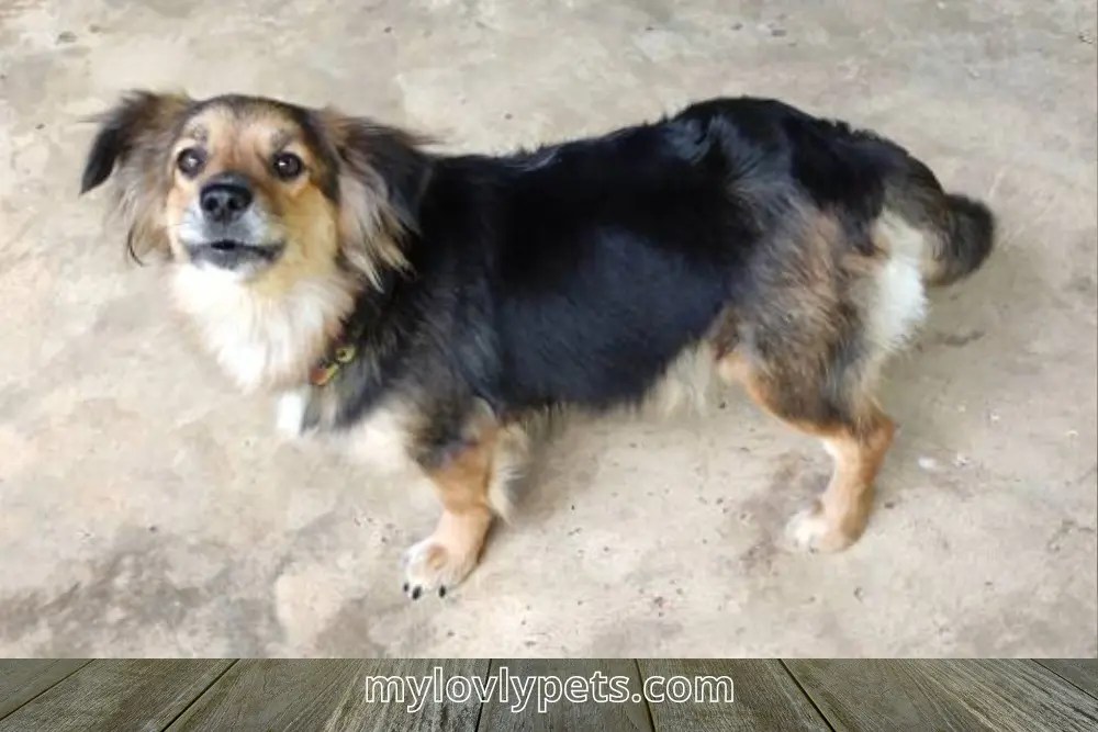 Wall Eyes Dog A Fascinating And Rare Condition Lovely Pets