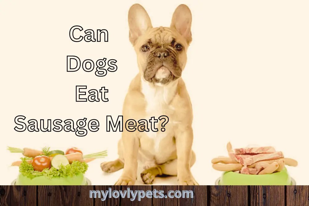 Can Dogs Eat Sausage Meat? What is Truth!