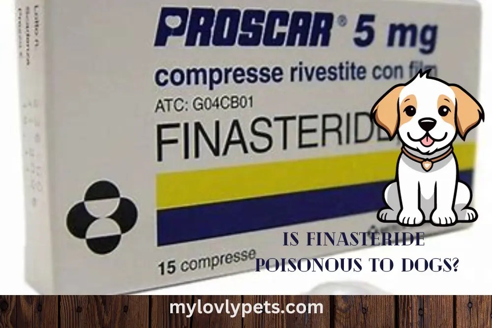 Is Finasteride Poisonous To Dogs?