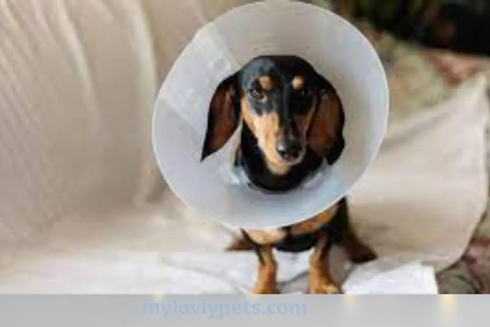 If My Dog Jumped After Being Spayed What Should I Do?
