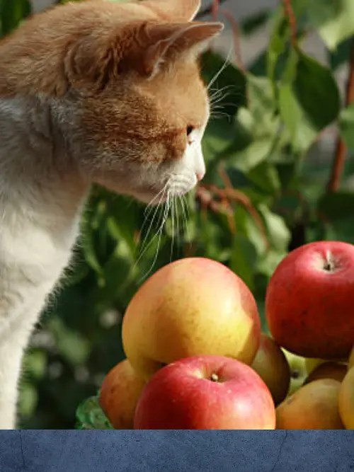 Can Cats Eat Honeydew? Exploring the Safety and Benefits