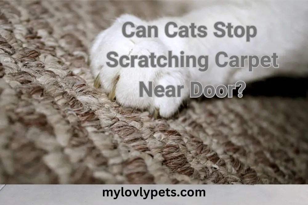 How To Stop Cats Scratching Carpet Near Door?