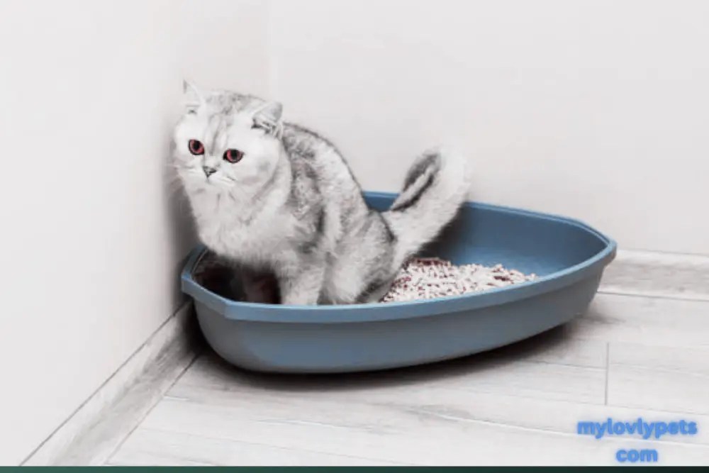 What Is Better Cat Litter Or Pellets? A Detailed Comparison