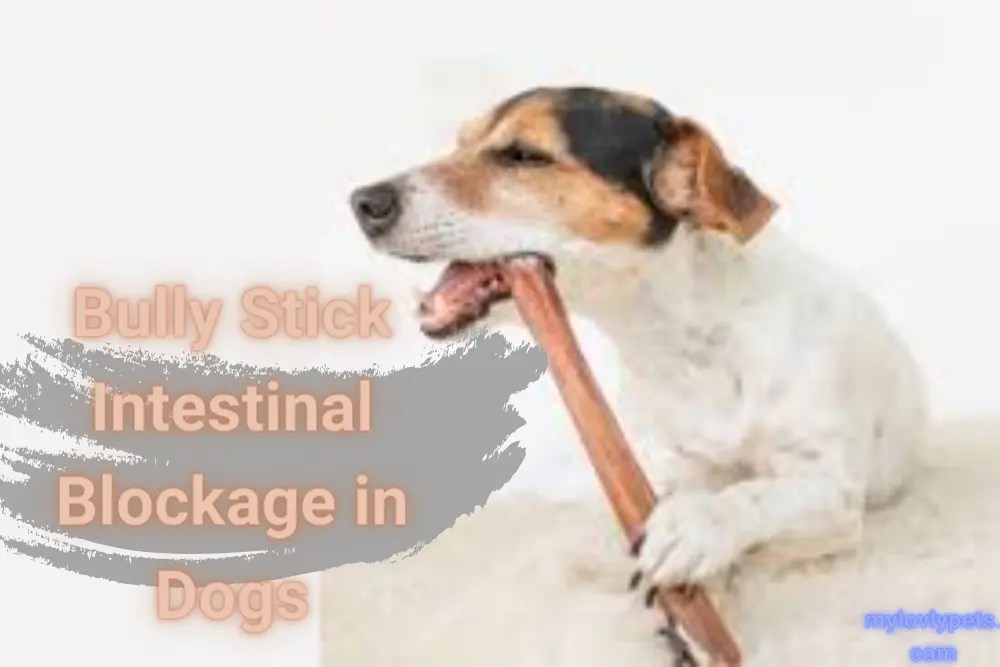 Bully Stick Intestinal Blockage in Dogs Symptoms And Treatment