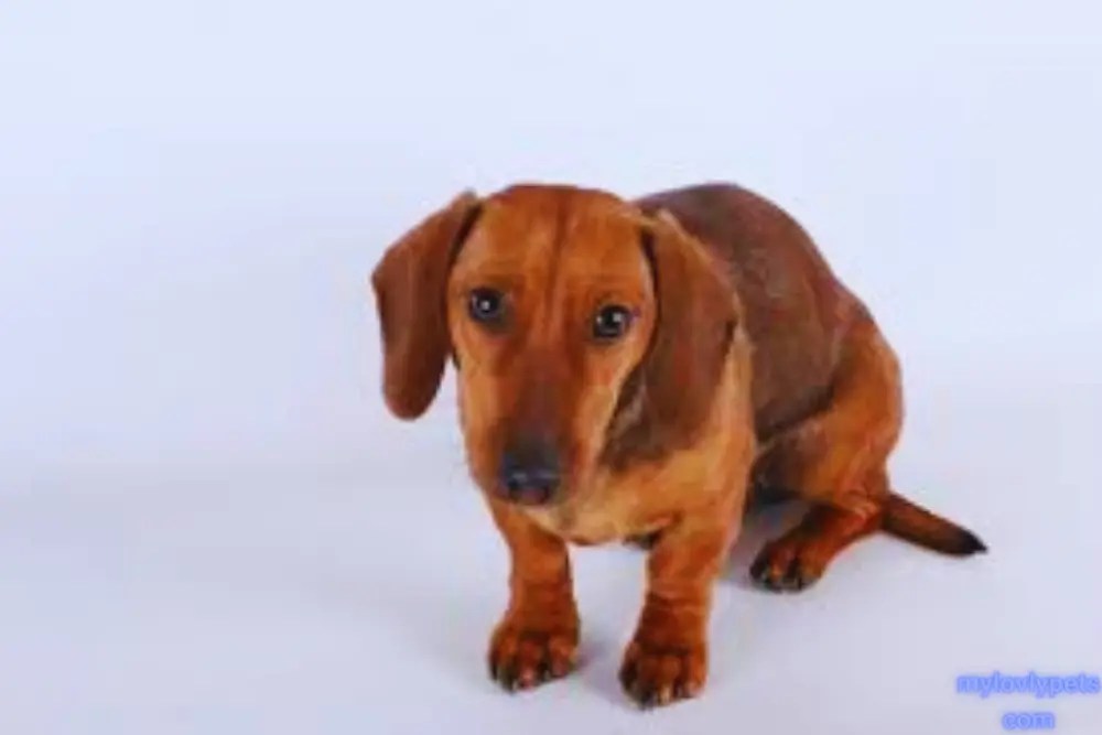 17 BarrelChested Dogs Their Traits and Needs