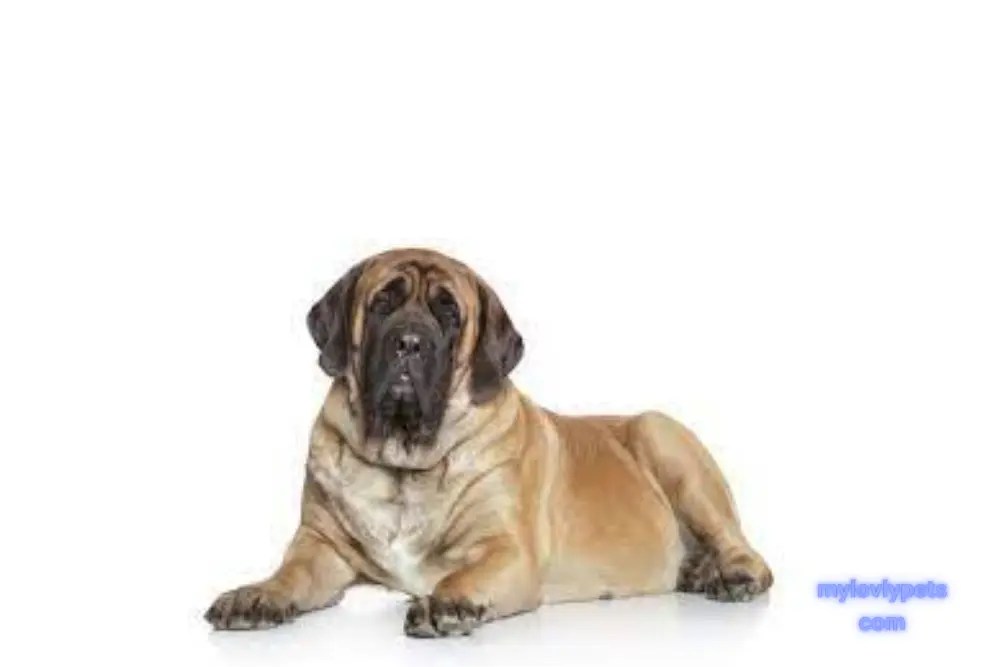 17 BarrelChested Dogs Their Traits and Needs