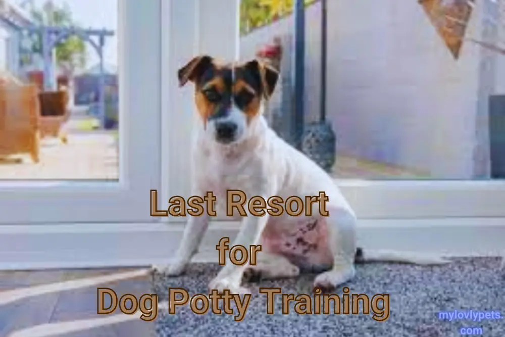 Last Resort for Dog Potty Training
