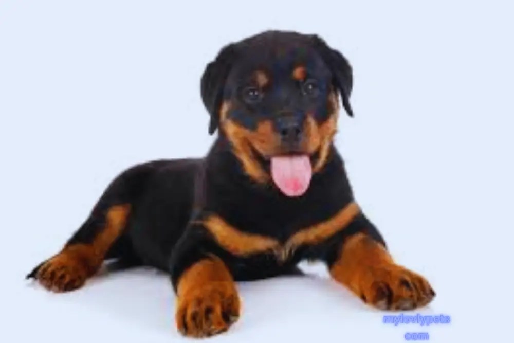 17 BarrelChested Dogs Their Traits and Needs