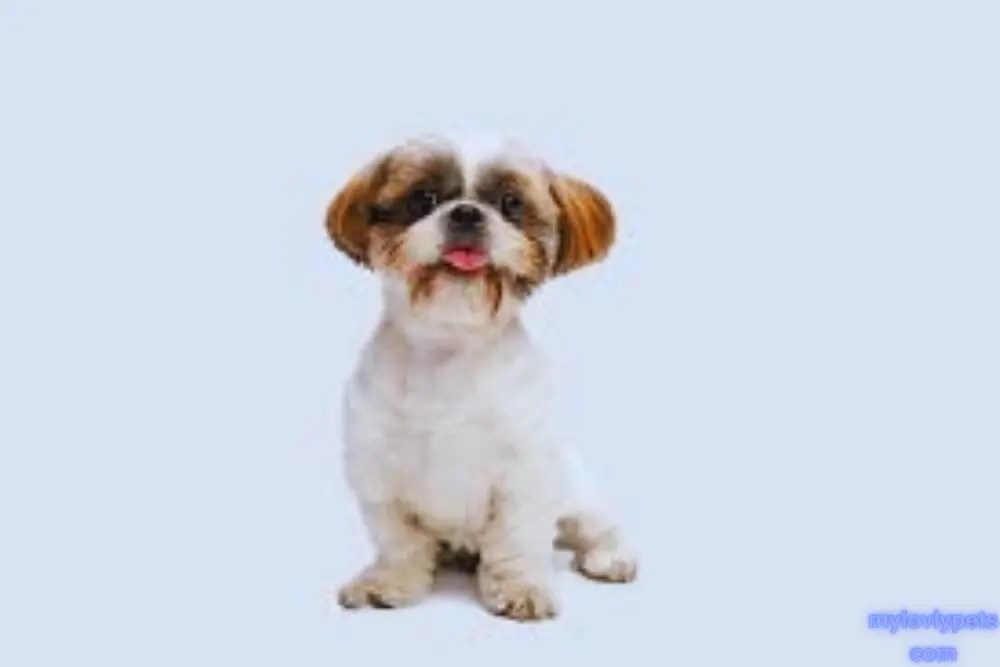 17 BarrelChested Dogs Their Traits and Needs