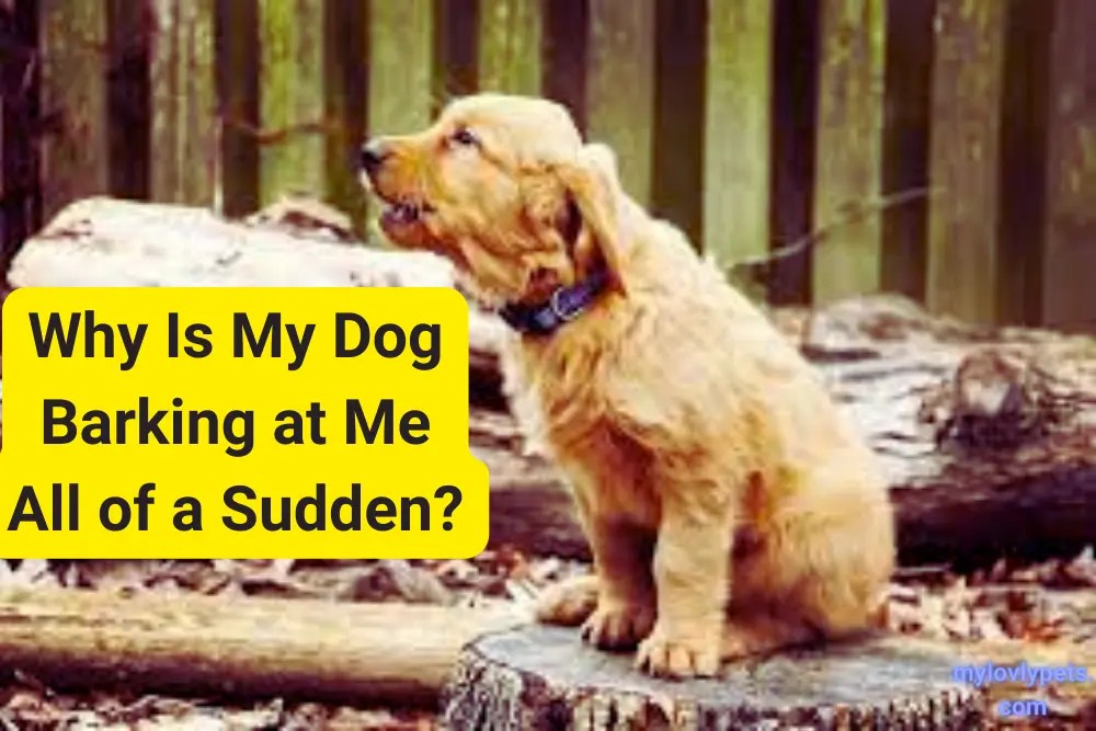 Why Is My Dog Barking at Me All of a Sudden?
