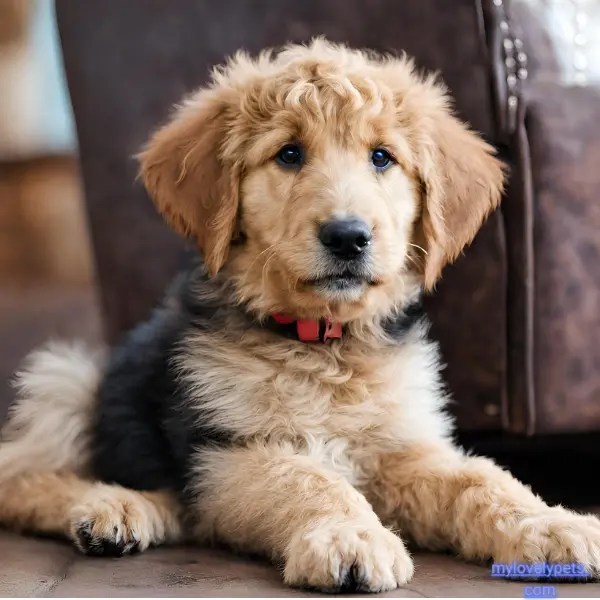 Goldendoodle German Shepherd Mix Guide to the German Doodle