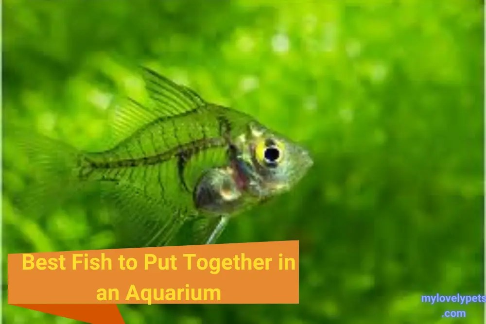 Best Fish to Put Together in an Aquarium A Comprehensive Guide