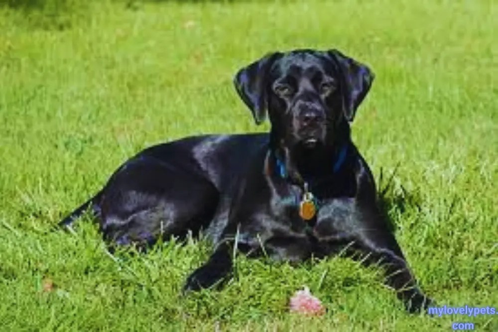 Do Lab Coats Change Color? Explained