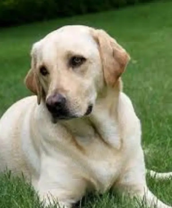 Do Lab Coats Change Color? Explained