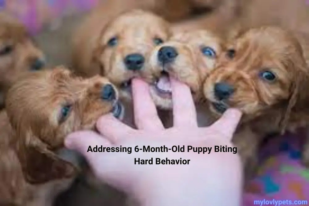 Addressing 6MonthOld Puppy Biting Hard Behavior
