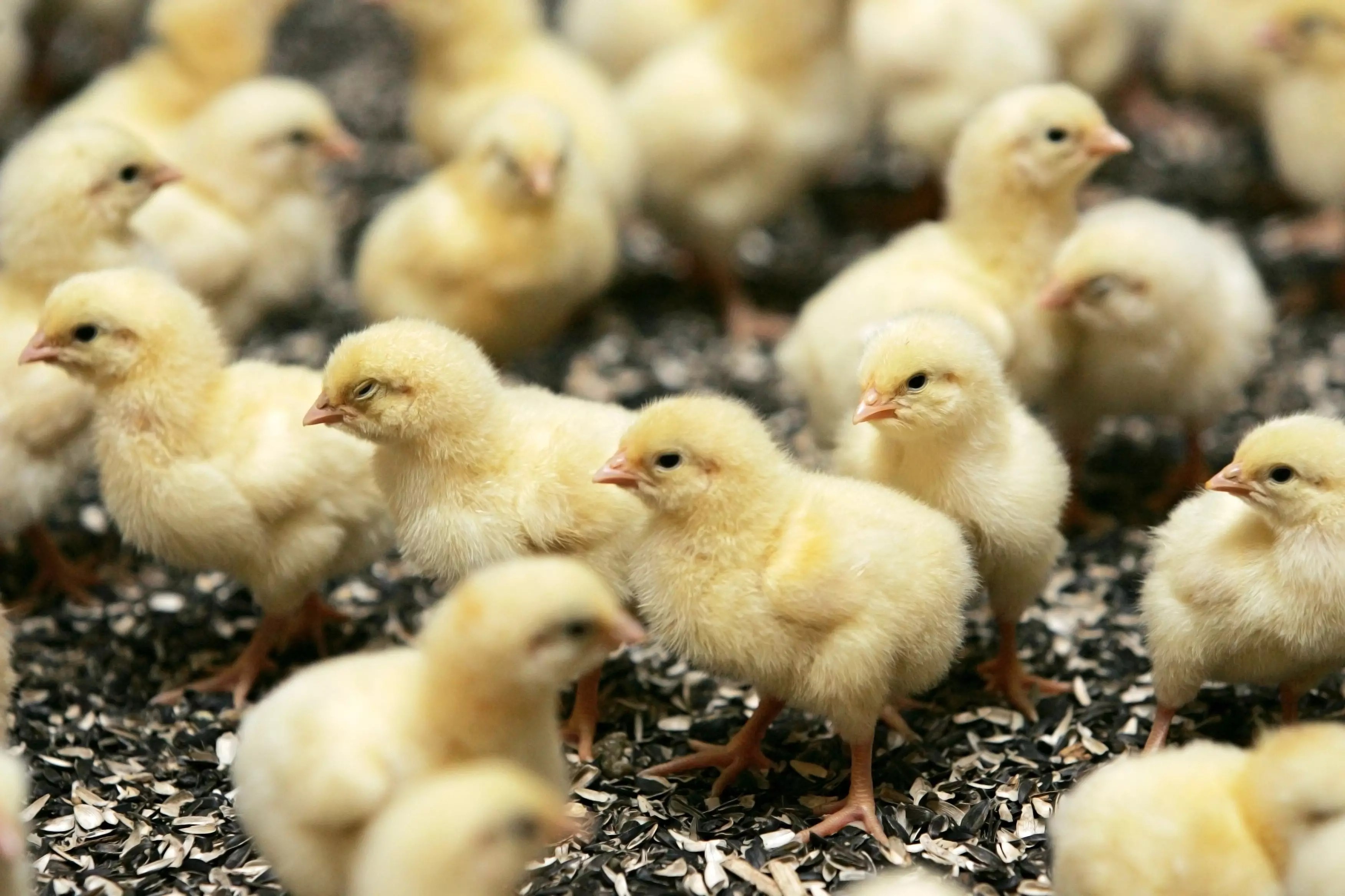 Chicken Growers Make Good Neighbors by Raising Chickens, Planting