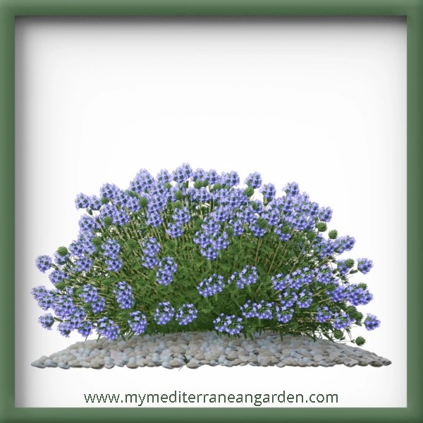 9 Thyme plants for your dry garden