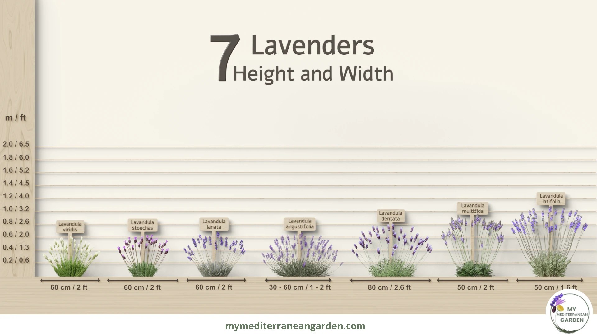 7 types of Lavender for your dry garden