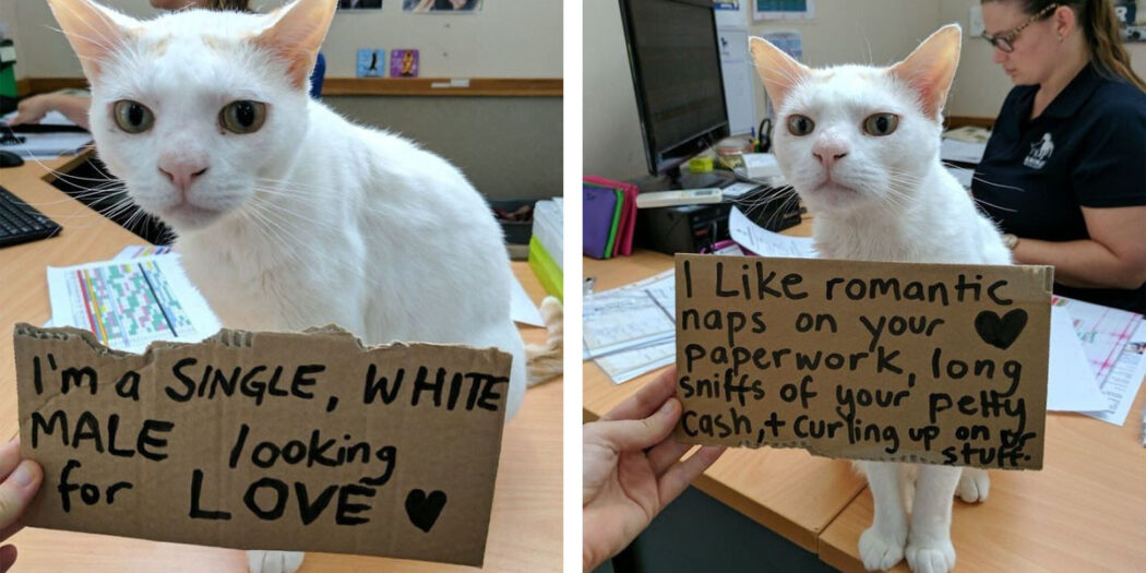 Unwanted Cat Gets Adopted After Spending 400 Days In Shelter With This