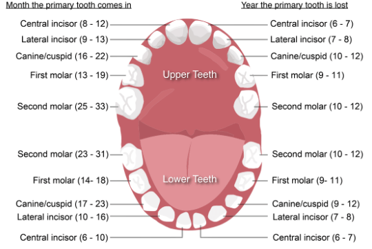 When do baby teeth come in? - Orthodontist Canton, MI