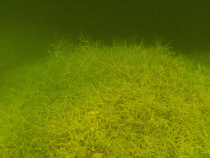 Aquatic Invasive Species Michigan Lakes & Streams Association, INC