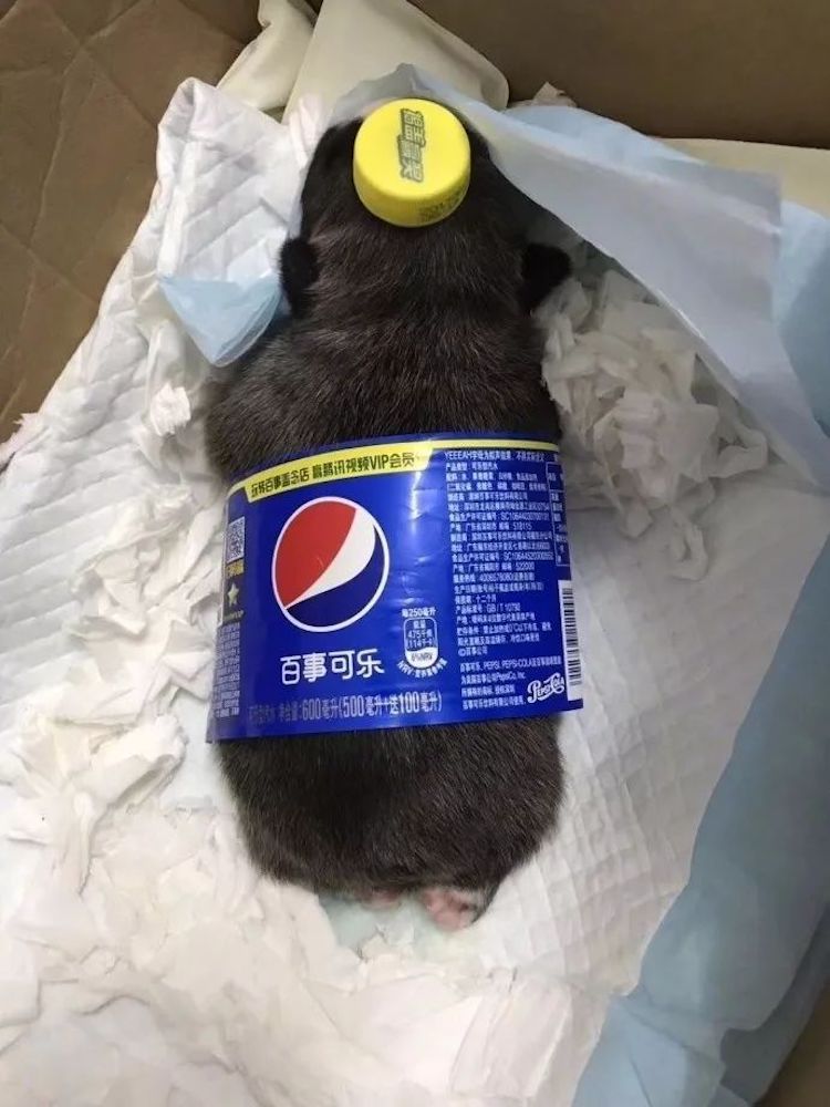 Pet Owners are Creating Dog Cola for Funny Dog Photos