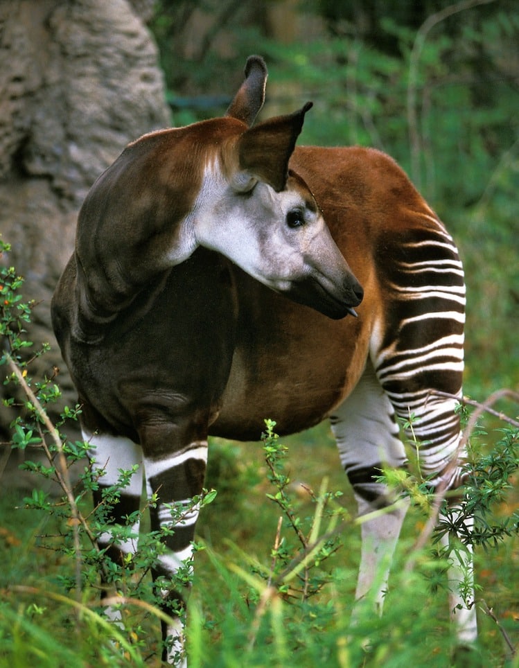28 Weird And Unusual Animals You Never Knew Existed, 45 OFF