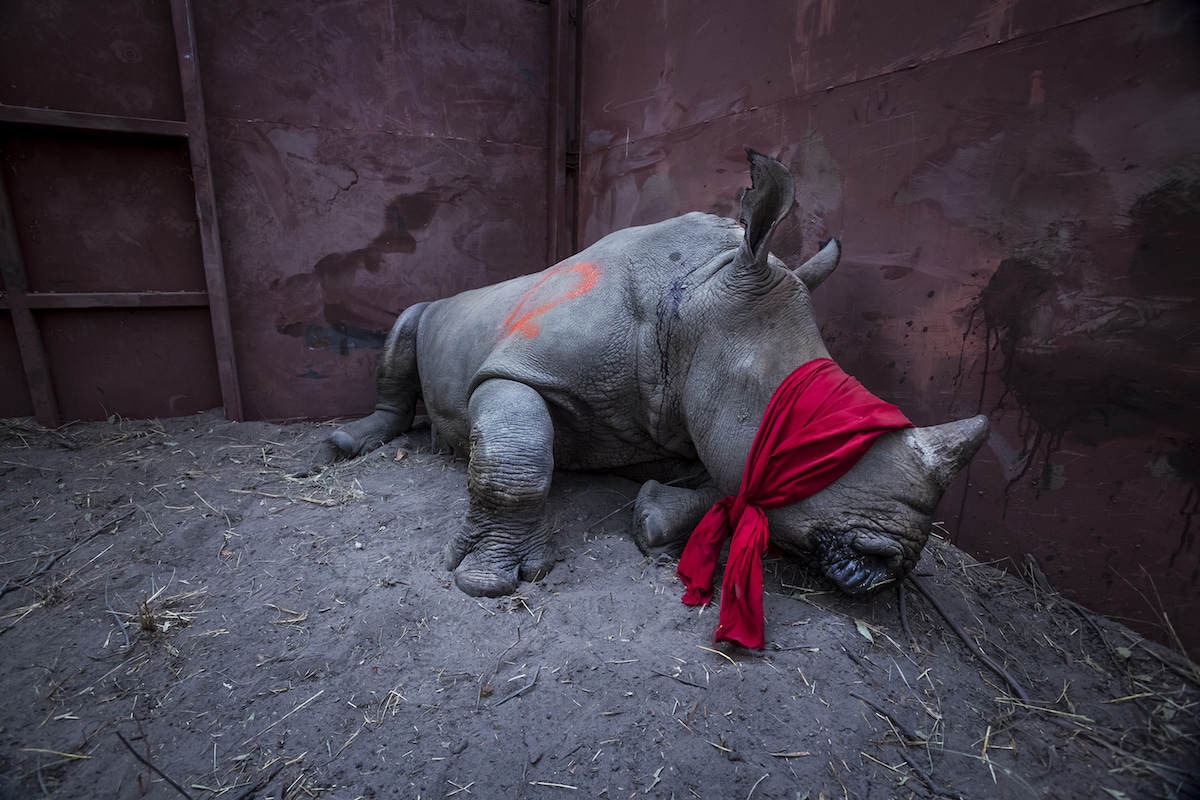 Best Photojournalism Selected by the World Press Photo Contest 2018