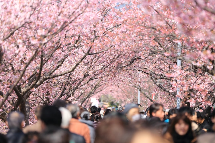 Sakura Symbolism What is the Cherry Blossom's Meaning in Japan?