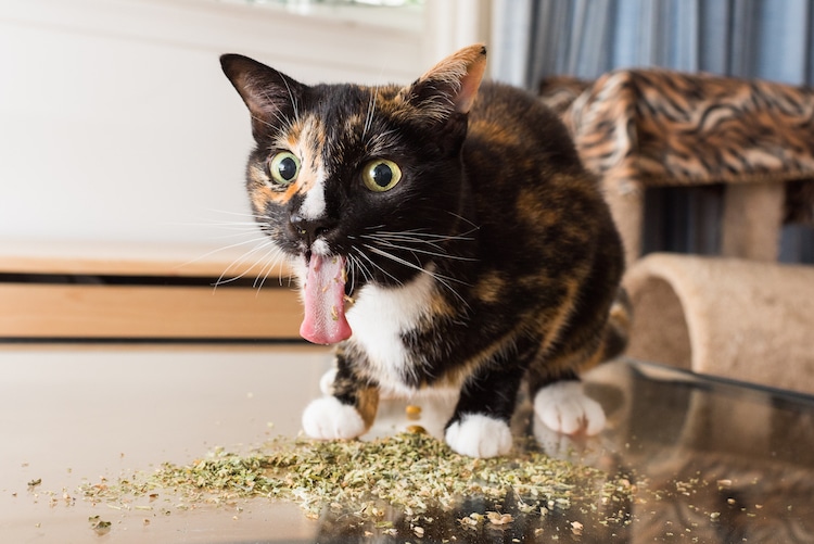 Pet Photographer Captures Cats Going Crazy for Catnip