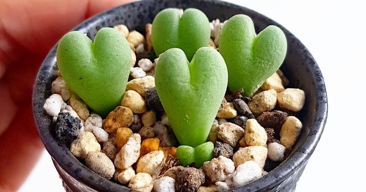 Planta estas suculentas de corazón y llena de amor tus macetas