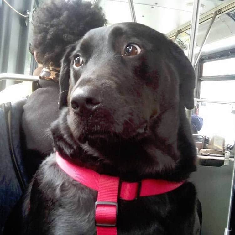 Eclipse the Dog Takes the Bus to the Park to Walk Herself Every Day
