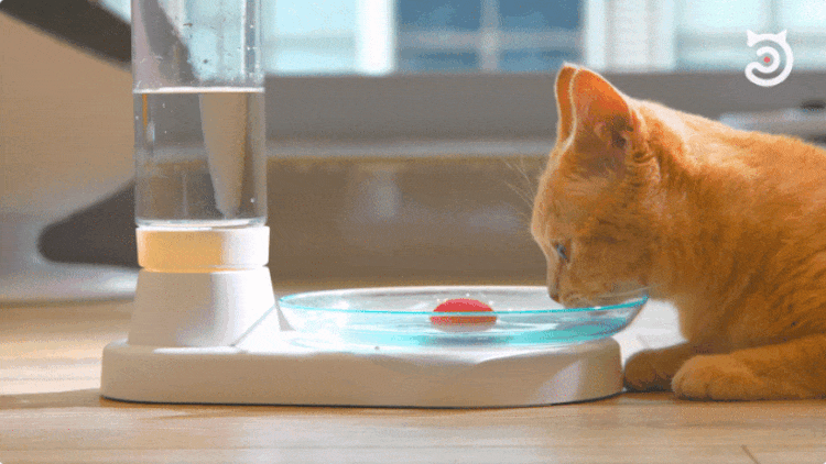 KittySpring is the Ultimate NonElectric Cat Fountain