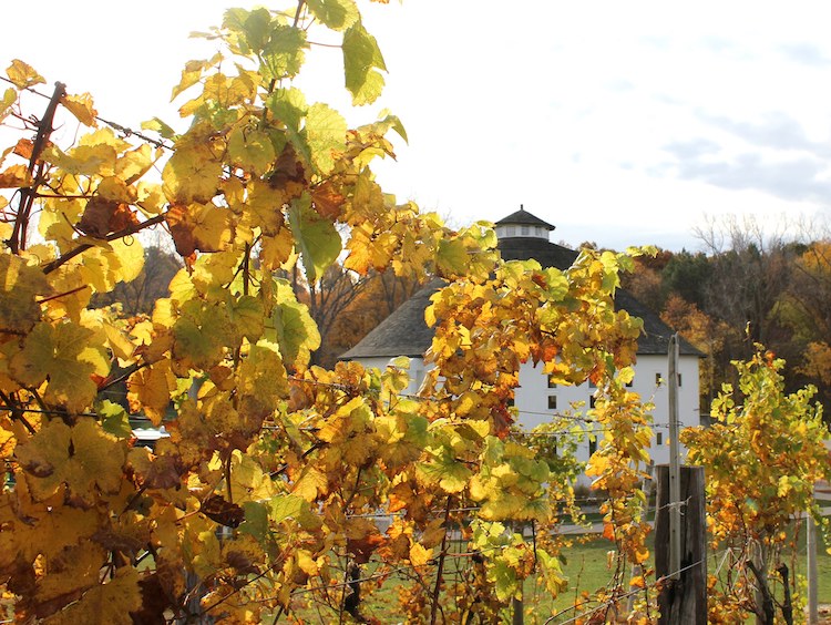 Sip Your Rosé While Hiking Winery to Winery on This Michigan