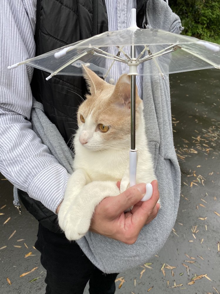 Ce chat adore les promenades sous la pluie avec son parapluie pour chat