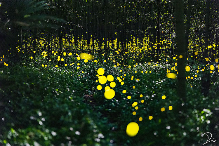 Photographer Captures the Magical Firefly Season in Japan