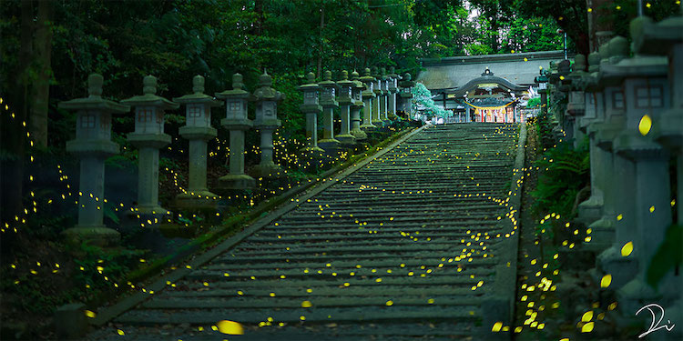 Photographer Captures the Magical Firefly Season in Japan