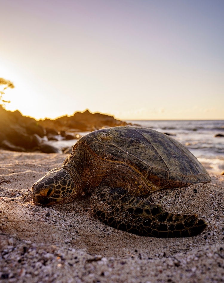 Guy Helps Sea Turtles By Removing Barnacles From Their Shells
