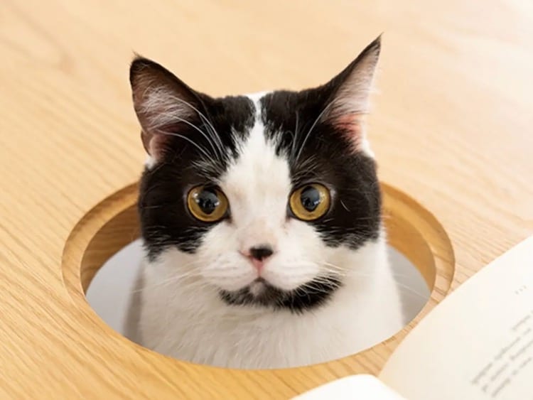 FelineFriendly Furniture Gives Cats a Seat at the Table and Makes Them