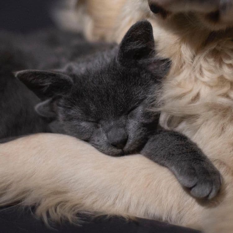 Meet Midas, the FourEared Cat Who Can Out of All of Them