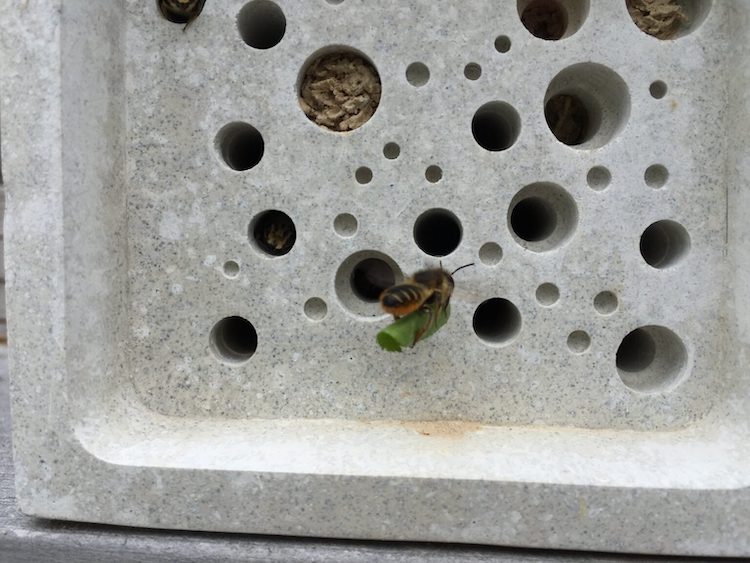 Innovative Bee Bricks Are a Home For Solitary Bees