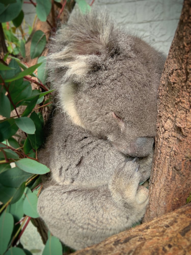 Koala at Zoo Looks Like He’s Completely Zoned Out and Lost in His