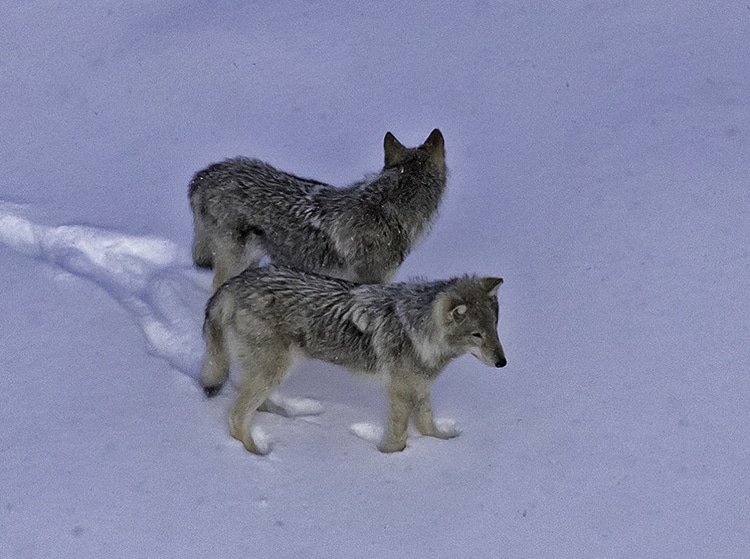 Wolf Populations Are Making a Comeback in Michigan’s Isle Royale National Park LaptrinhX / News