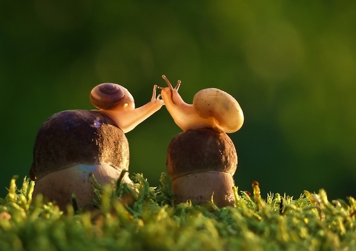 Spectacular Macro Details Reveal the Intimate Life of Snails