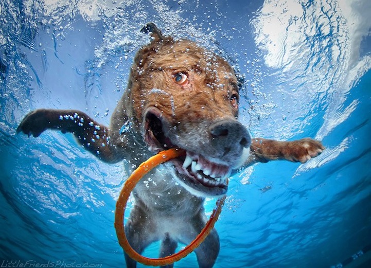 More Hilarious Photos of Dogs Playing Fetch Underwater