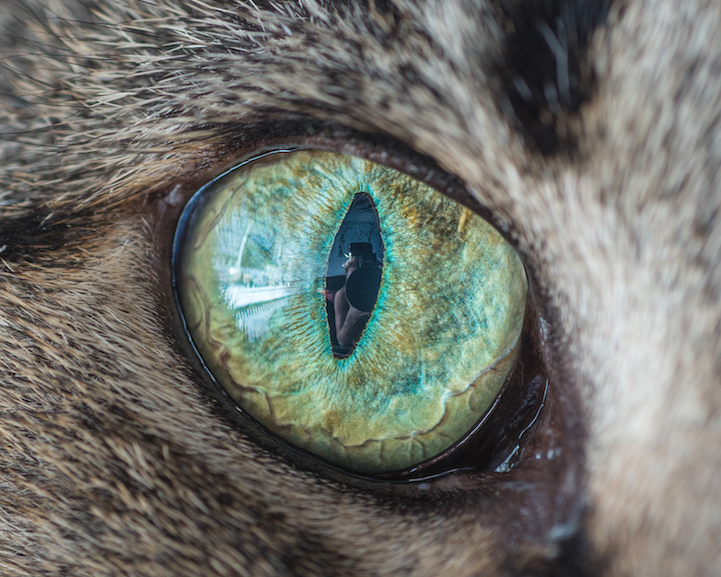 Mesmerizing Macro Photos of Cats' Eyes by Andrew Marttila